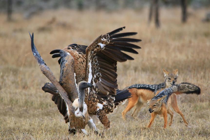 adventurous bird watching experience