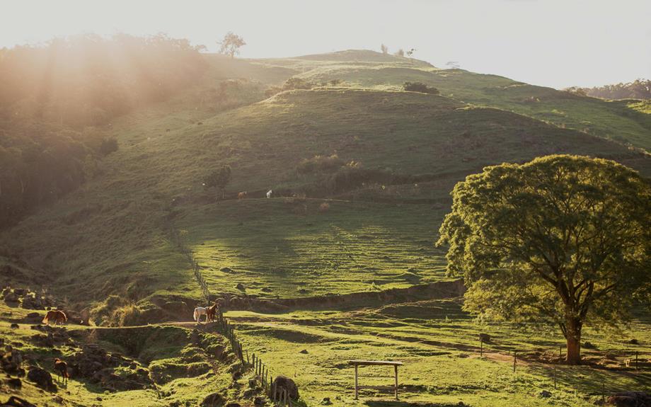 alpacas in picturesque setting