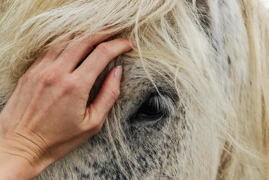 animal sanctuary in england