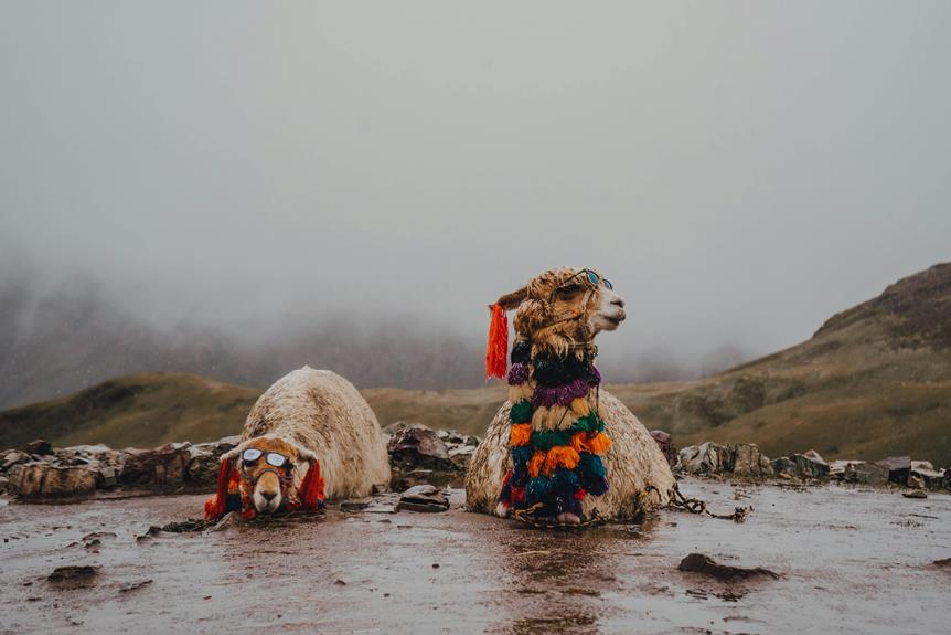 llama filled fun at hill view llamas