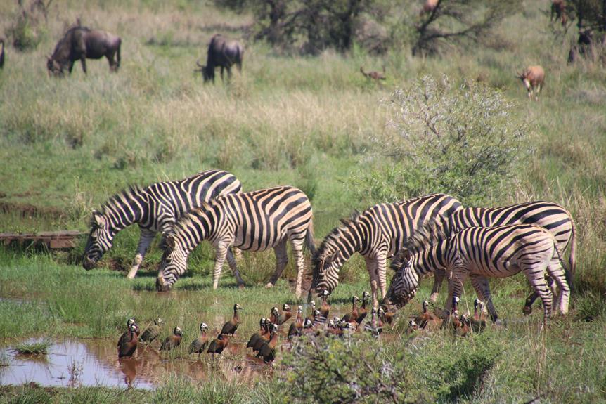 wildlife conservation through adoption